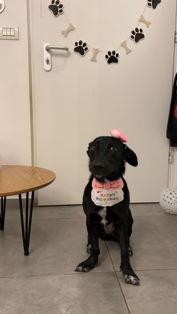 An everyday photo of a dog